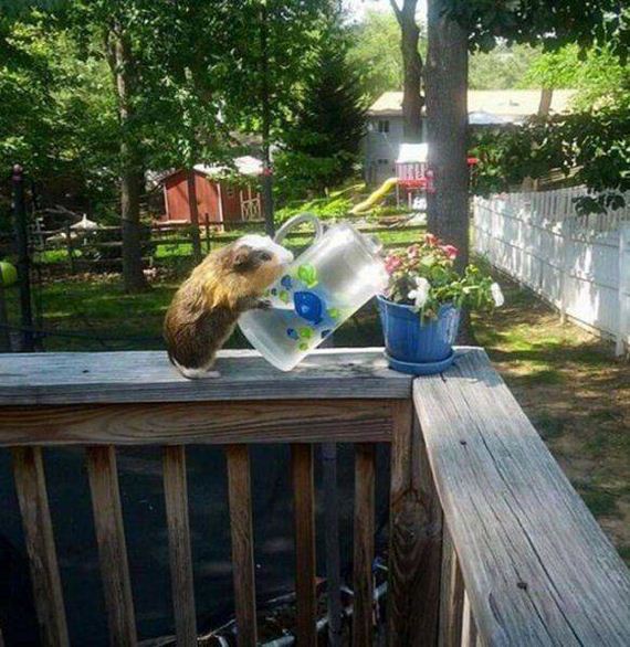 funny-pictures-1252