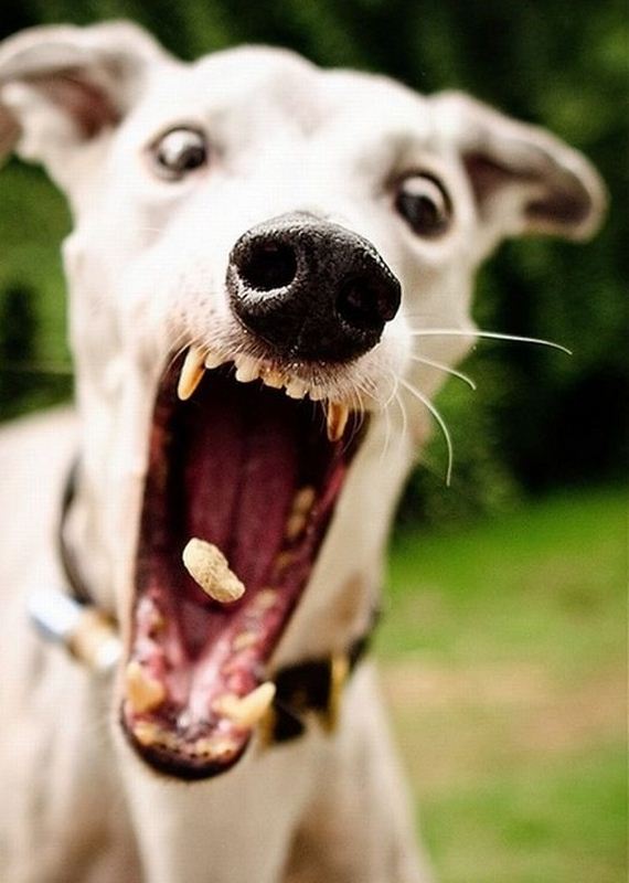 funny-pictures-1253
