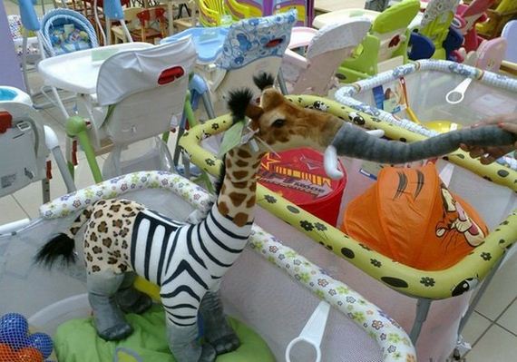 funny-pictures-1253