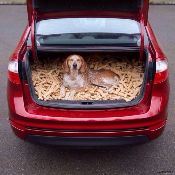 funny-pictures-1258