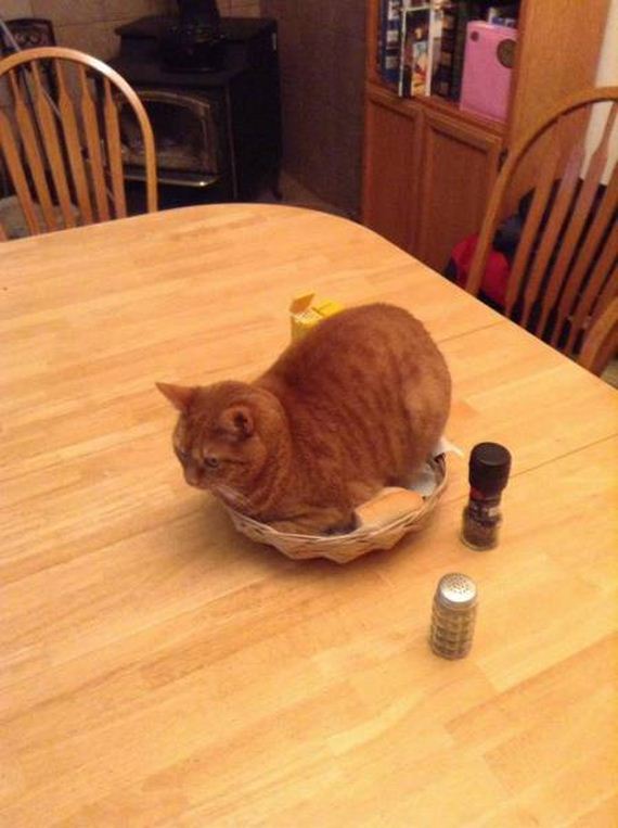 funny-pictures-1258