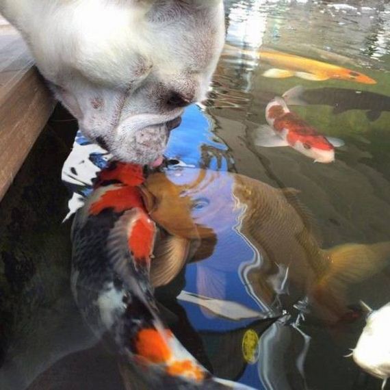 funny-pictures-1258