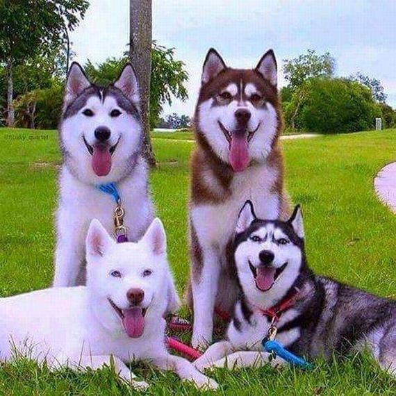 funny-pictures-1260