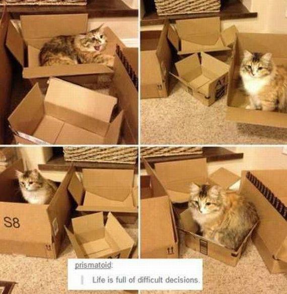 funny-pictures-1260