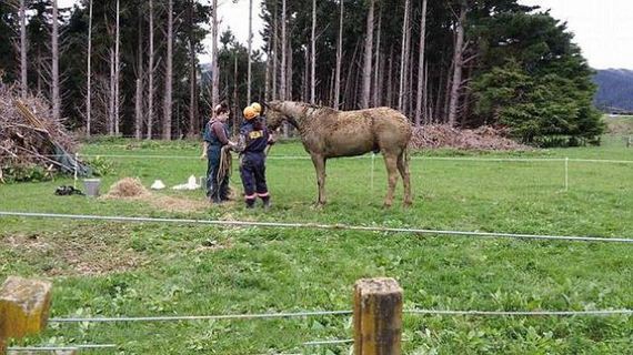 horse_rescue_mission