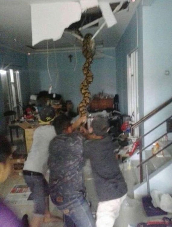 huge_snake