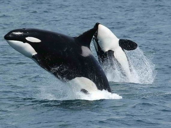 killer-whales-are-pretty-insane