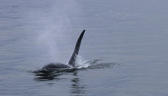 killer-whales-are-pretty-insane