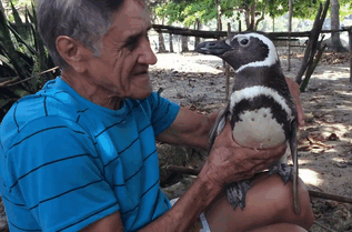 man_saves_a_penguin