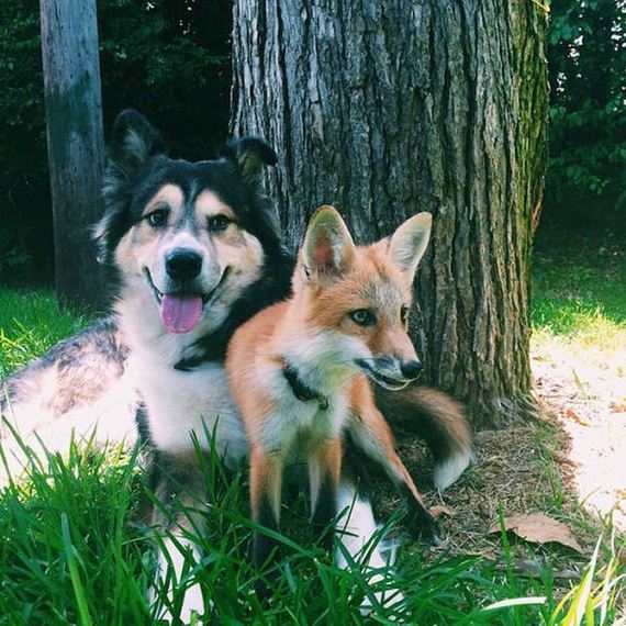 pet_fox_and_a_dog