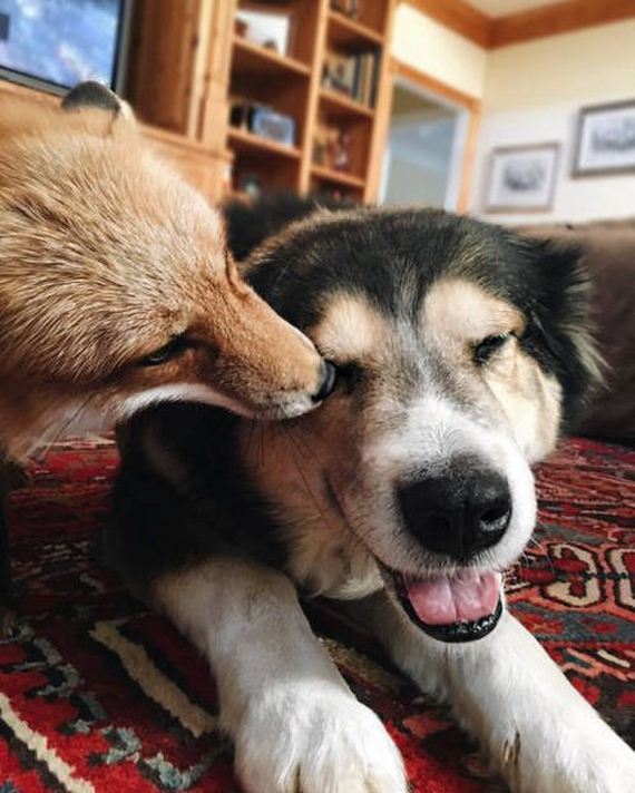 pet_fox_and_a_dog