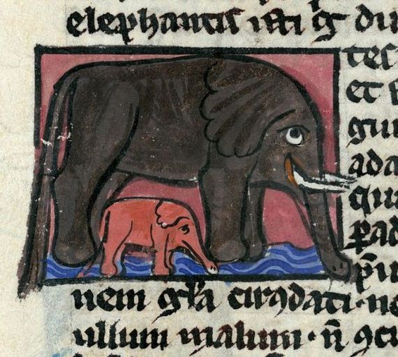 pictures_of_elephants