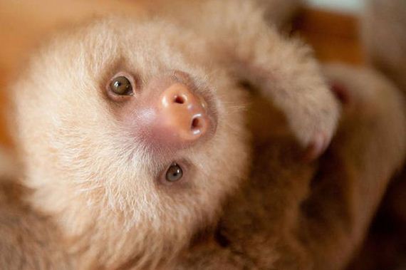 sloth_institute_in_costa_rica
