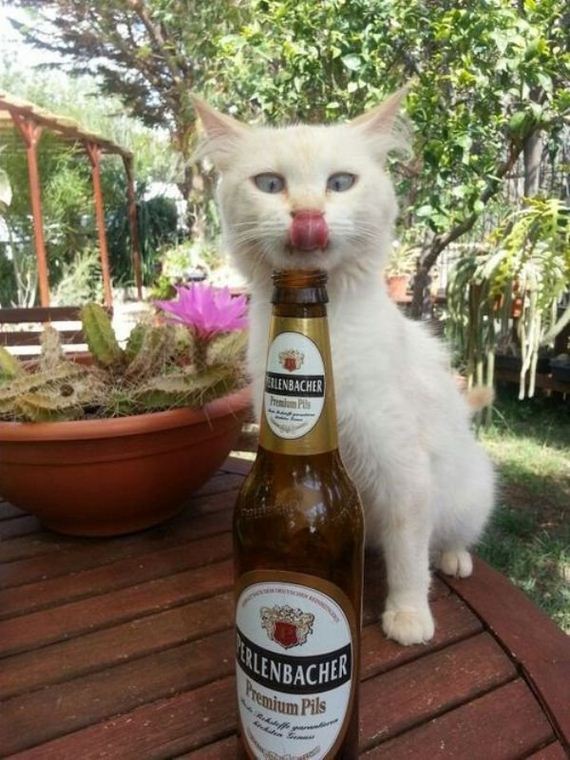 sooo-you-got-wasted