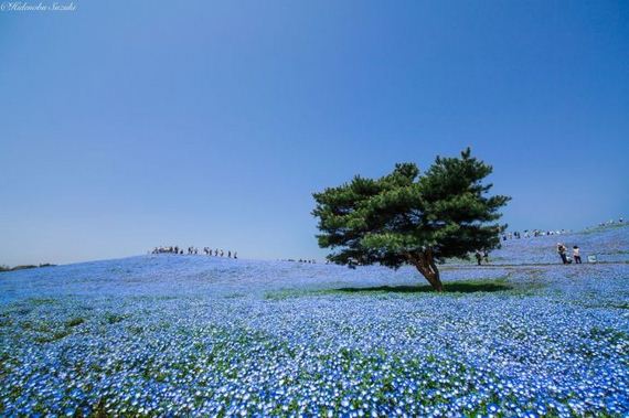 spring_in_japan