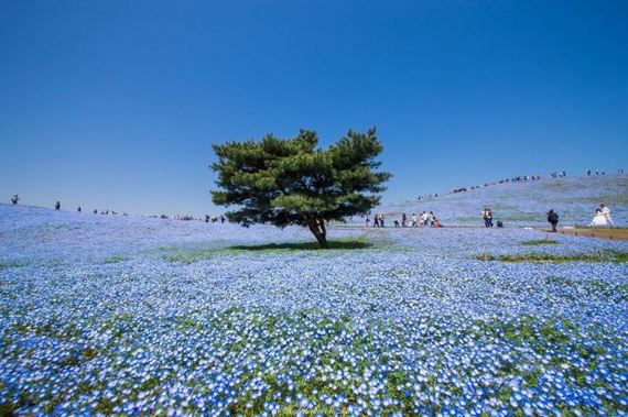 spring_in_japan