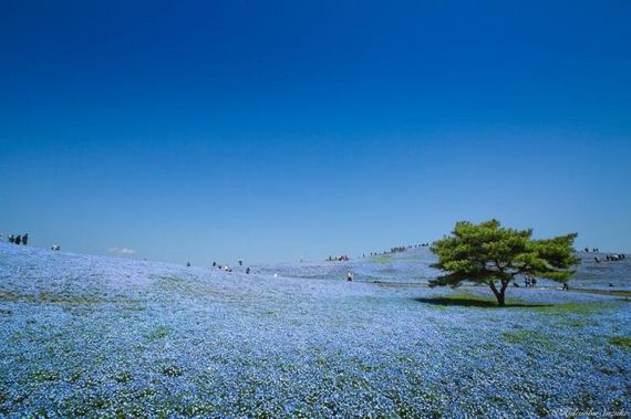 spring_in_japan