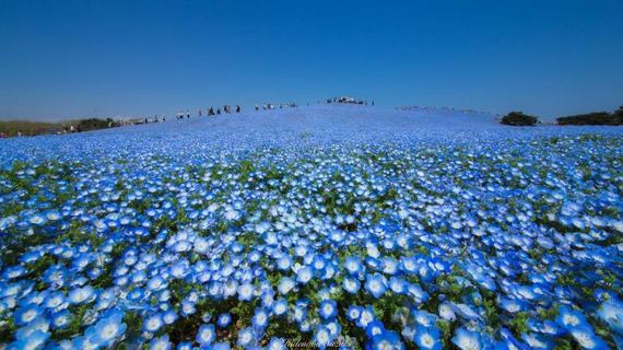 spring_in_japan