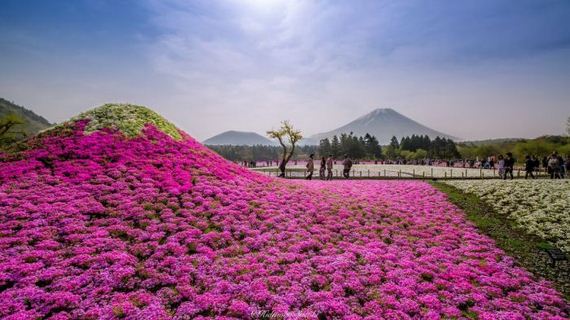 spring_in_japan