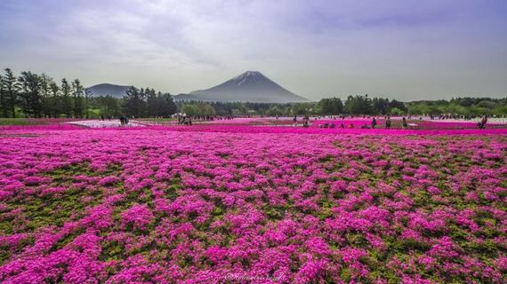 spring_in_japan