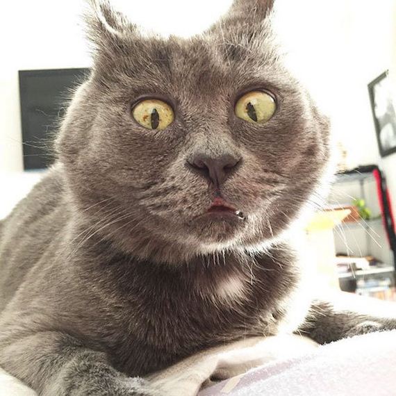 surprised-cat-was-told