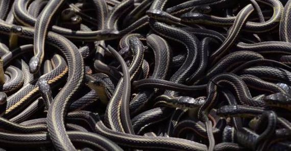 this_large_gathering_of_snakes