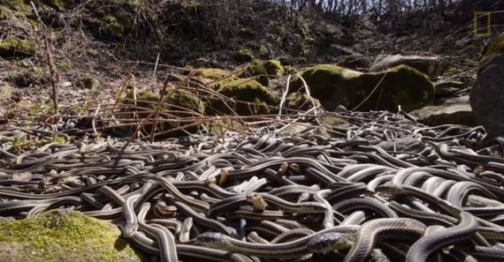 this_large_gathering_of_snakes