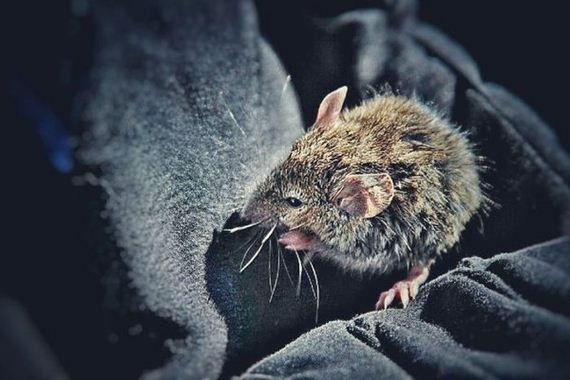 tiny_mouse