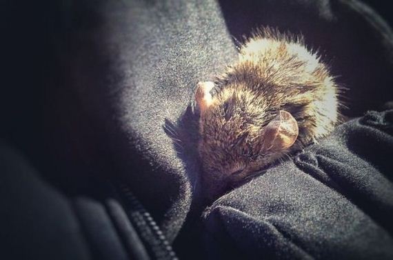 tiny_mouse