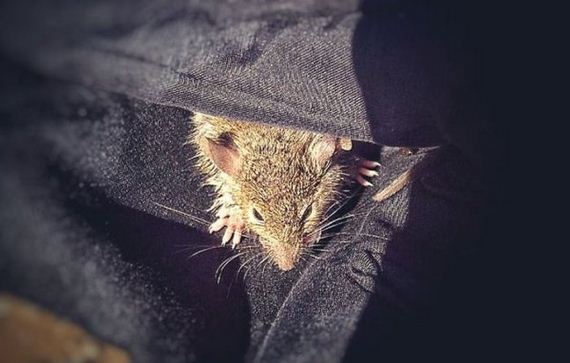 tiny_mouse