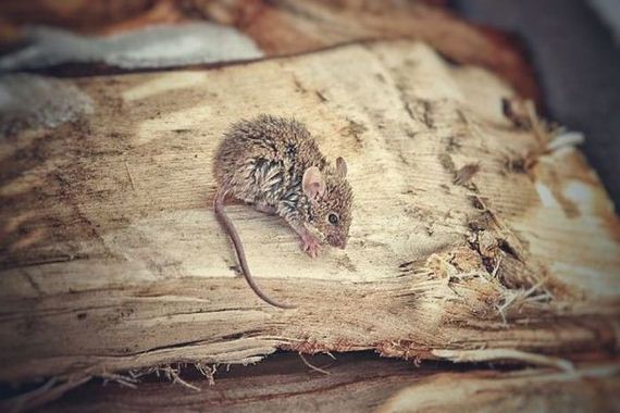 tiny_mouse