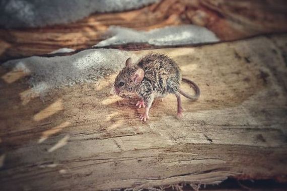 tiny_mouse