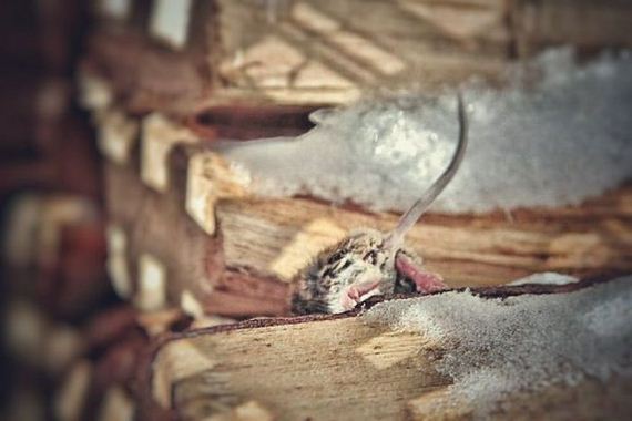tiny_mouse