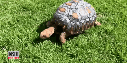 tortoise_receives