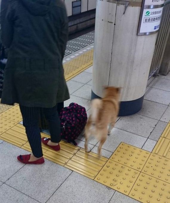 underground_dog