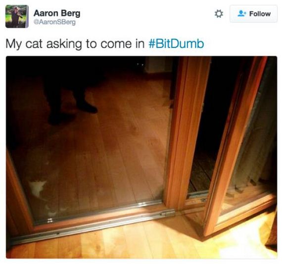 you_are_going_to_have_a_cat