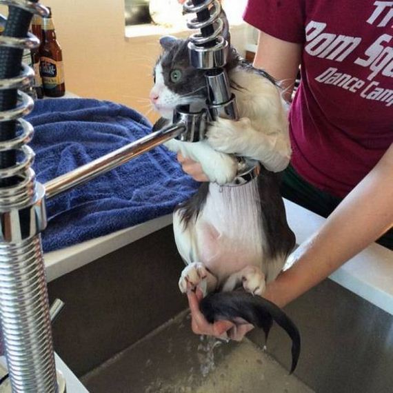 Animals-engine-power-internet