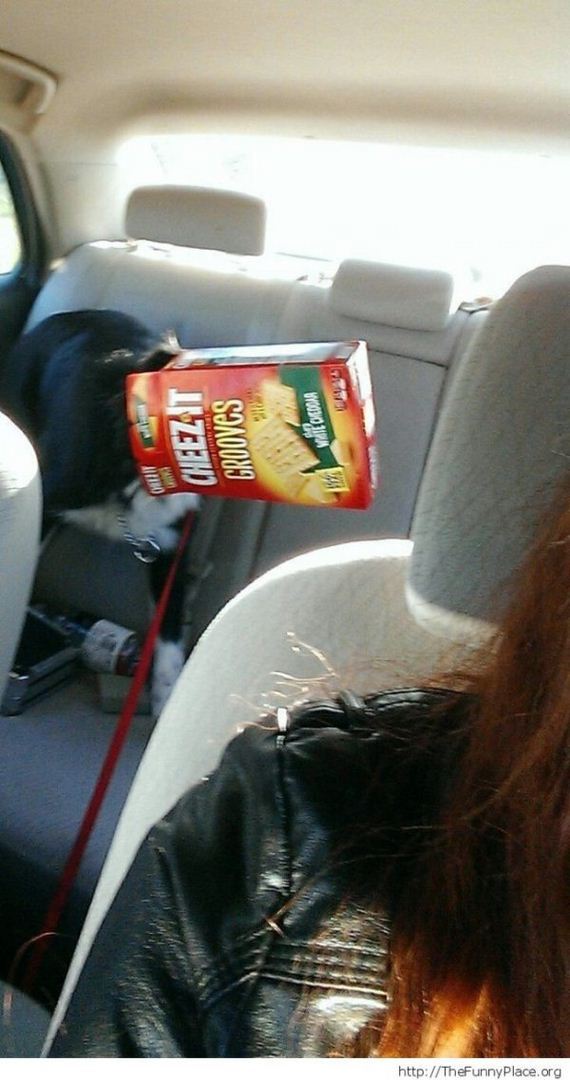 Animals-engine-power-internet