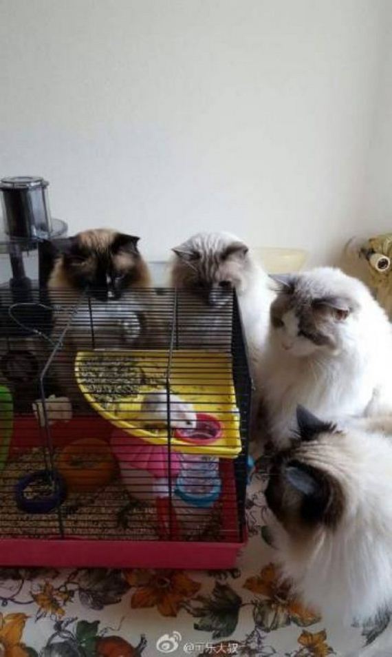 Animals-engine-power-internet