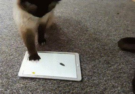 Animals-engine-power-internet