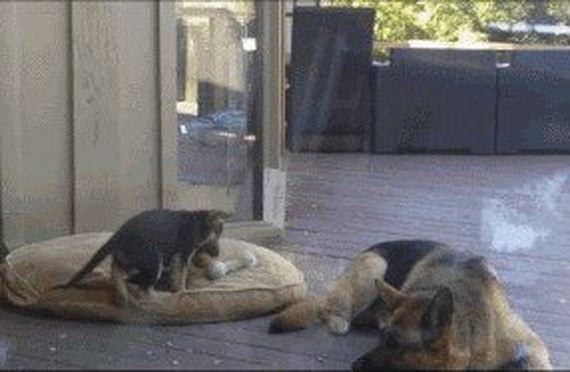 Animals-engine-power-internet