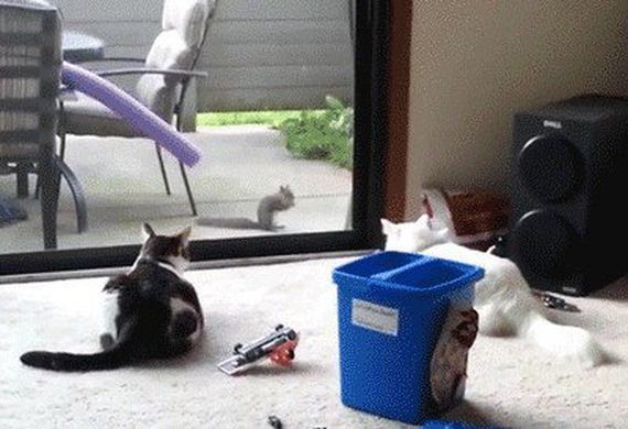 Animals-engine-power-internet