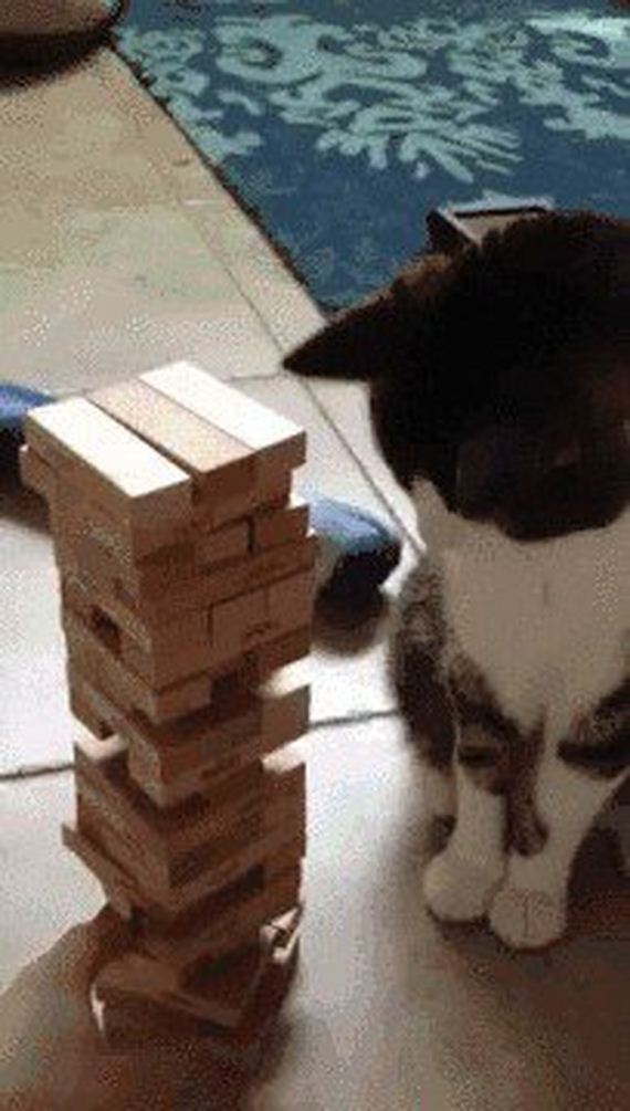 Animals-engine-power-internet