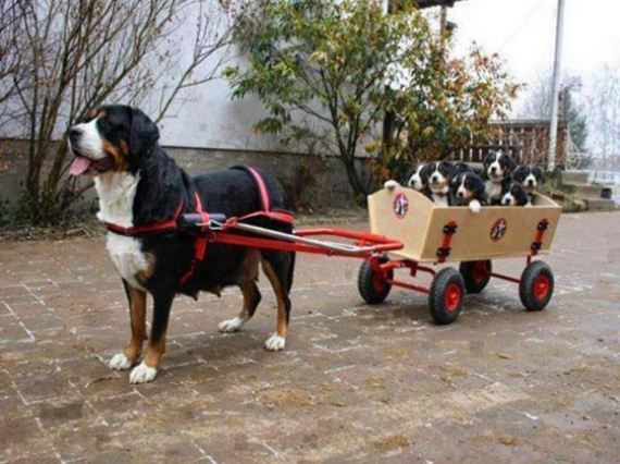 Animals-engine-power-internet