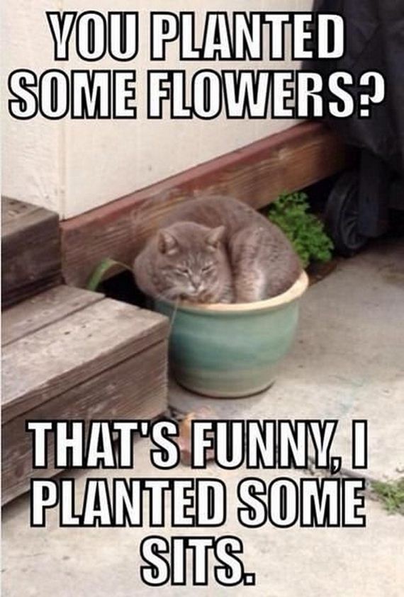 Funny Cat Memes That Every Cat Owner Will Relate To - Barnorama