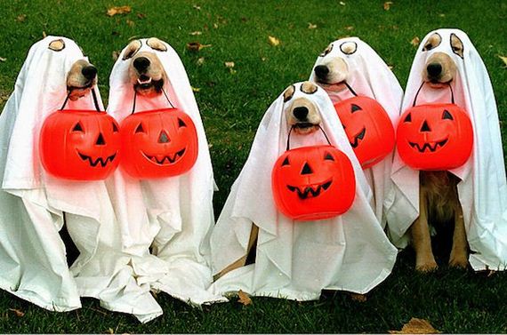 Dogs-Halloween