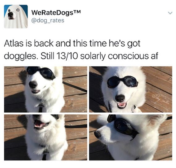 Dogs-Hilarious
