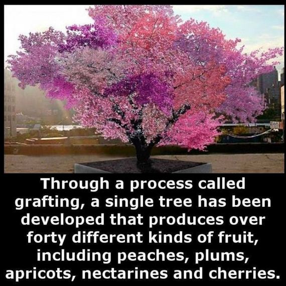 Fun-Facts-10-24