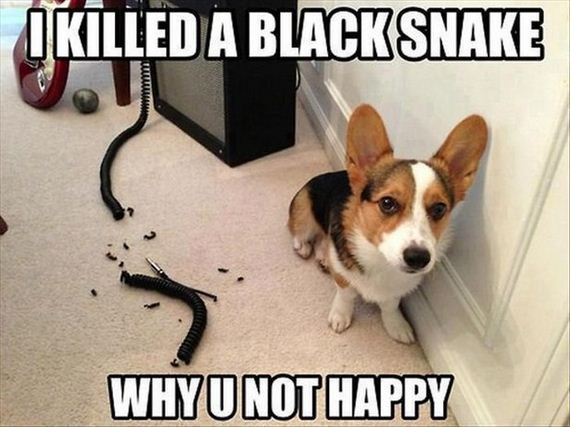 Funny-Dog-Pictures