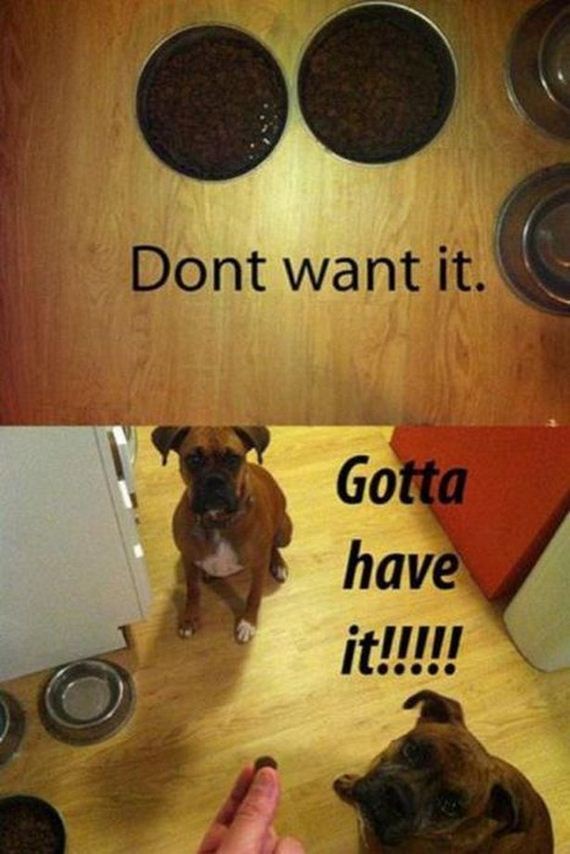 Funny-Dog-Pictures